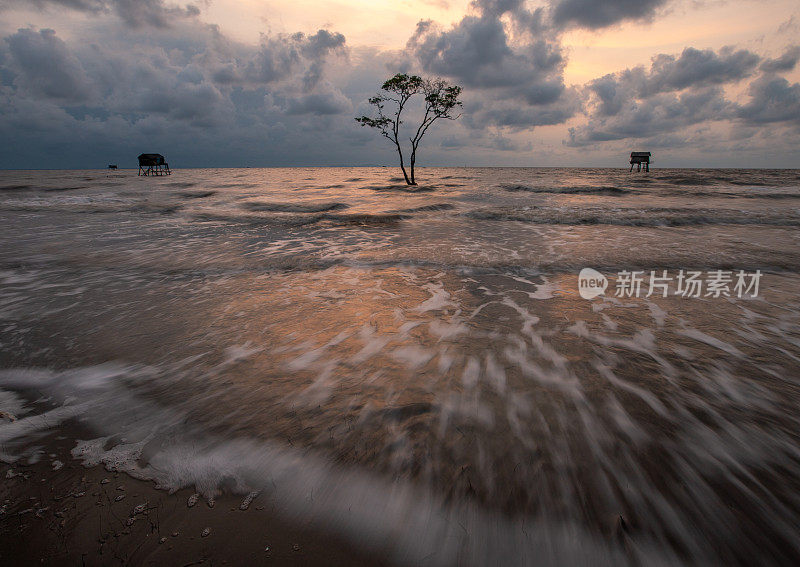 在天江省Tan Thanh的冲积海中，海浪拍打着沙滩和孤独的软木树的景观